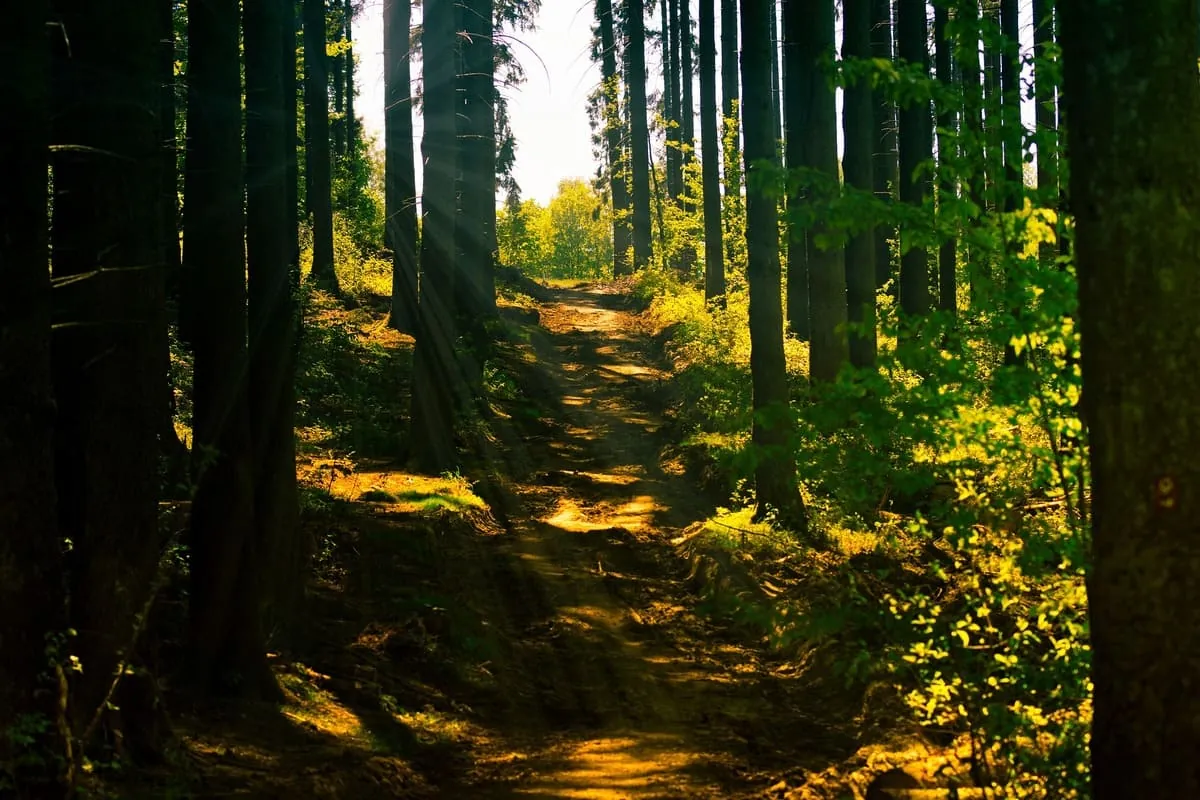 Sonniger Waldweg